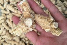 宝宝六个月,我处于哺乳期,请问可以吃玉灵膏吗?-古法玉灵膏官方网站